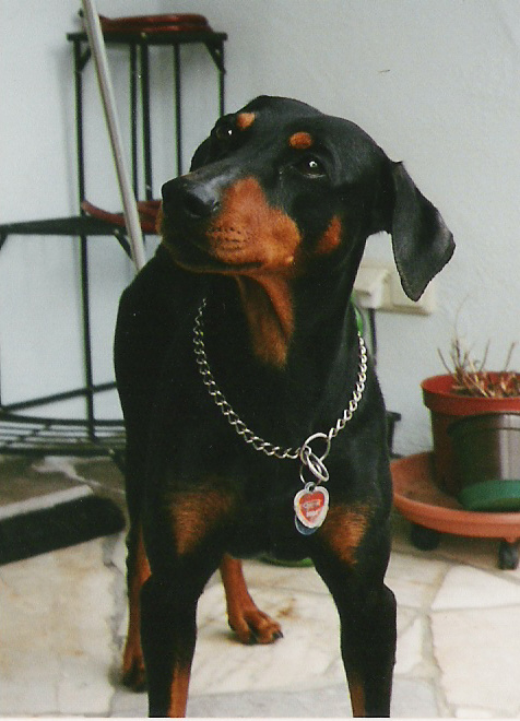 Eik - Deutscher Pinscher