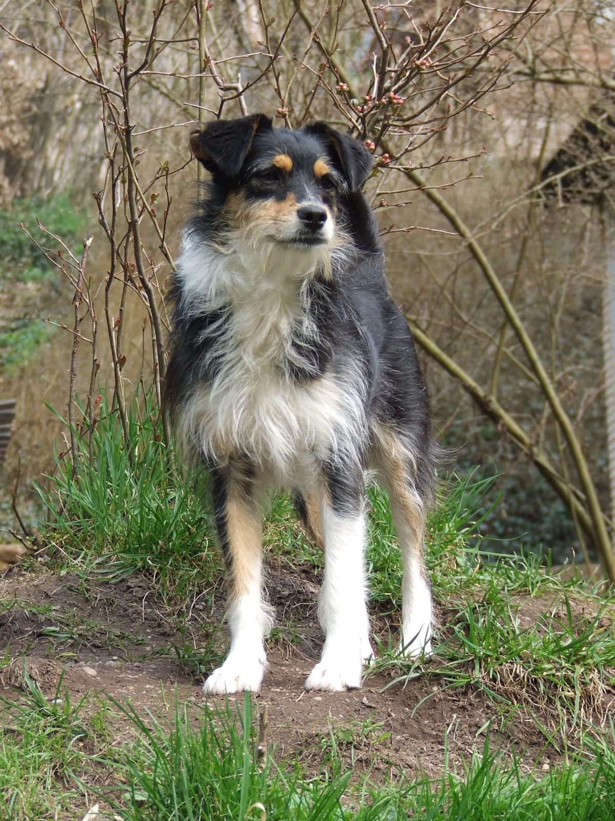 Fibi - Terrier-Mischlingshündin