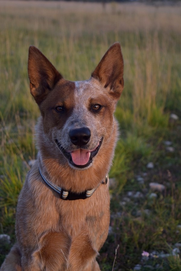 Ropancho - Australian Cattle Dog, die größte Herausforderung