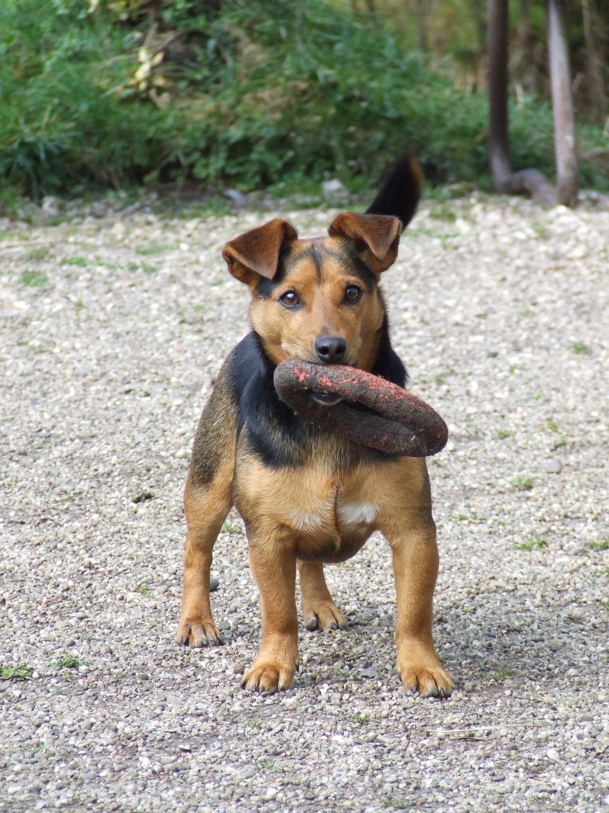Theissen - Jack Russell Welsh Corgi Mischling