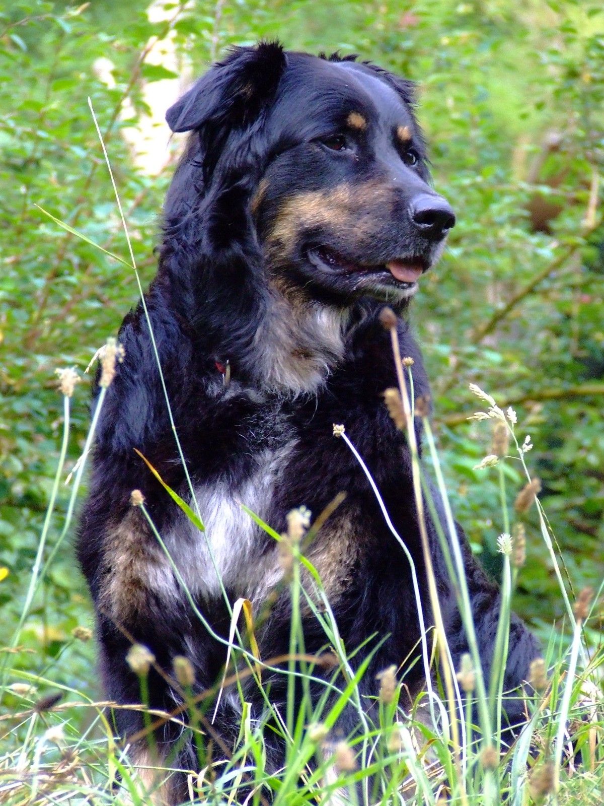 Tinka - Gelbbacke (Altdeutscher Hütehund)